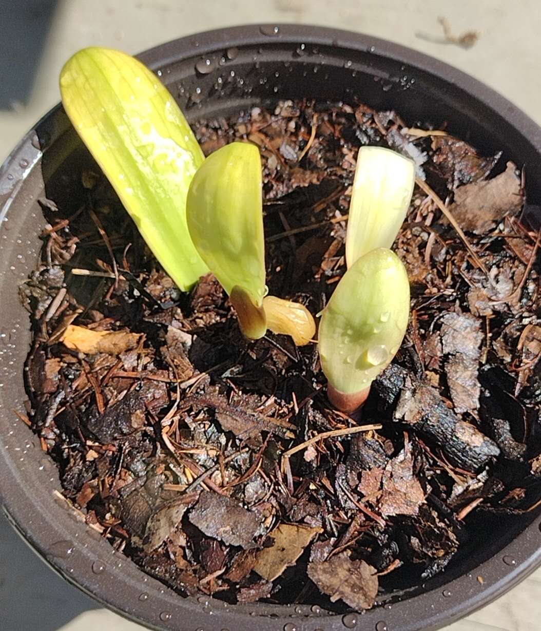Baby Clivias-Rare Clivia  君子兰苗  鸳鸯 Mandarin ducks，虎斑 Tiger spot， 佛光 Buddhist， 知雀彩兰 ZhiQue，BloodClivia 血兰， FuLun福伦