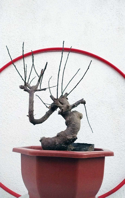 Rare Red GuLiHong Japanese Apricot Bonsai (Prunus mume) – 15+ Year Old Flowering Specimen