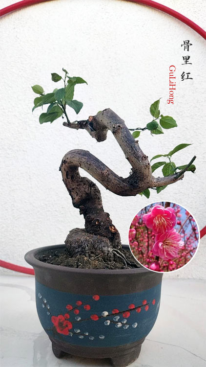 Rare Japanese Apricot Tree ‘GuLiHong’ Bonsai (Prunus mume) – 8+ Year Old CYMUS Nurery