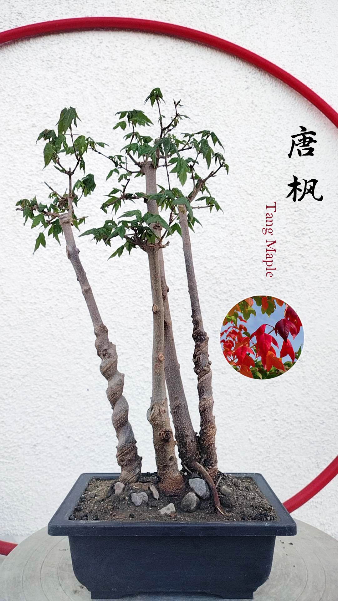 Authentic Chinese Trident Maple - Fiery Red Fall Colors, Old Style Nebari with pot