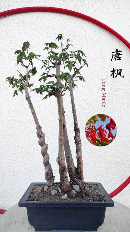 Authentic Chinese Trident Maple - Fiery Red Fall Colors, Old Style Nebari with pot