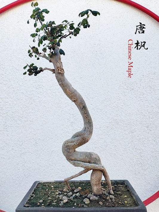 Authentic Chinese Trident Maple Bonsai - Fiery Red Fall Colors, Old Style Nebari with Stone Pot CYMUS Nurery