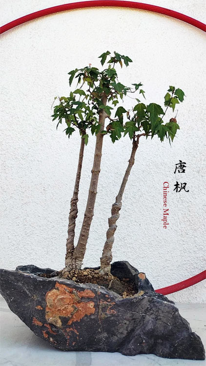 Authentic Chinese Trident Maple (Maples) - Fiery Red Fall Colors, Old Style Nebari with Pot CYMUS Nurery