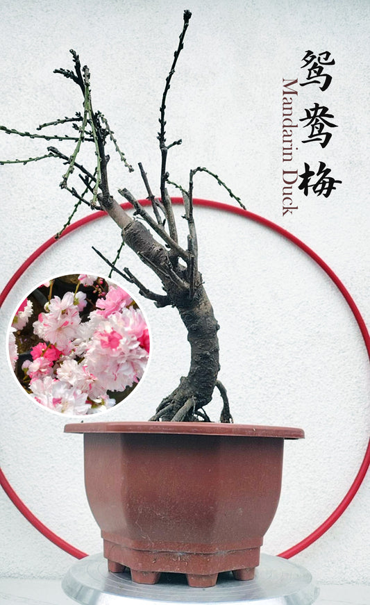 Rare Mandarin Duck Japanese Apricot Bonsai (Prunus mume) – 10+ Year Old with Flower Buds