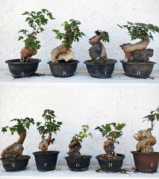 Chinese Trident Maple Bonsai Cover Rock - Fiery Red Fall Colors with Pot CYMUS Nurery
