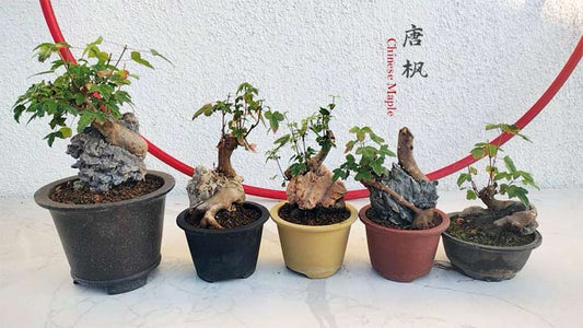 Authentic Chinese Trident Maple cover rock bonsai- Fiery Red Fall Colors with pot