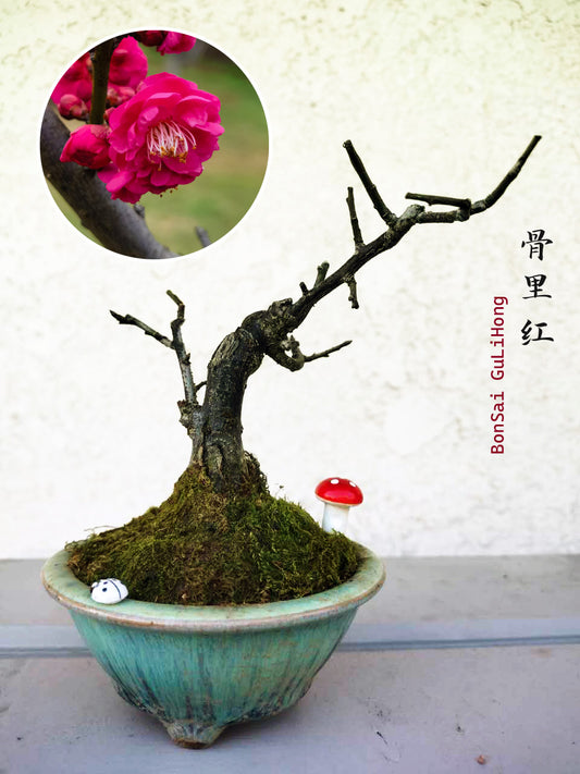 10 years old Plum bonsai without buds with pot 红梅 Red plum 骨里红 盆景桩