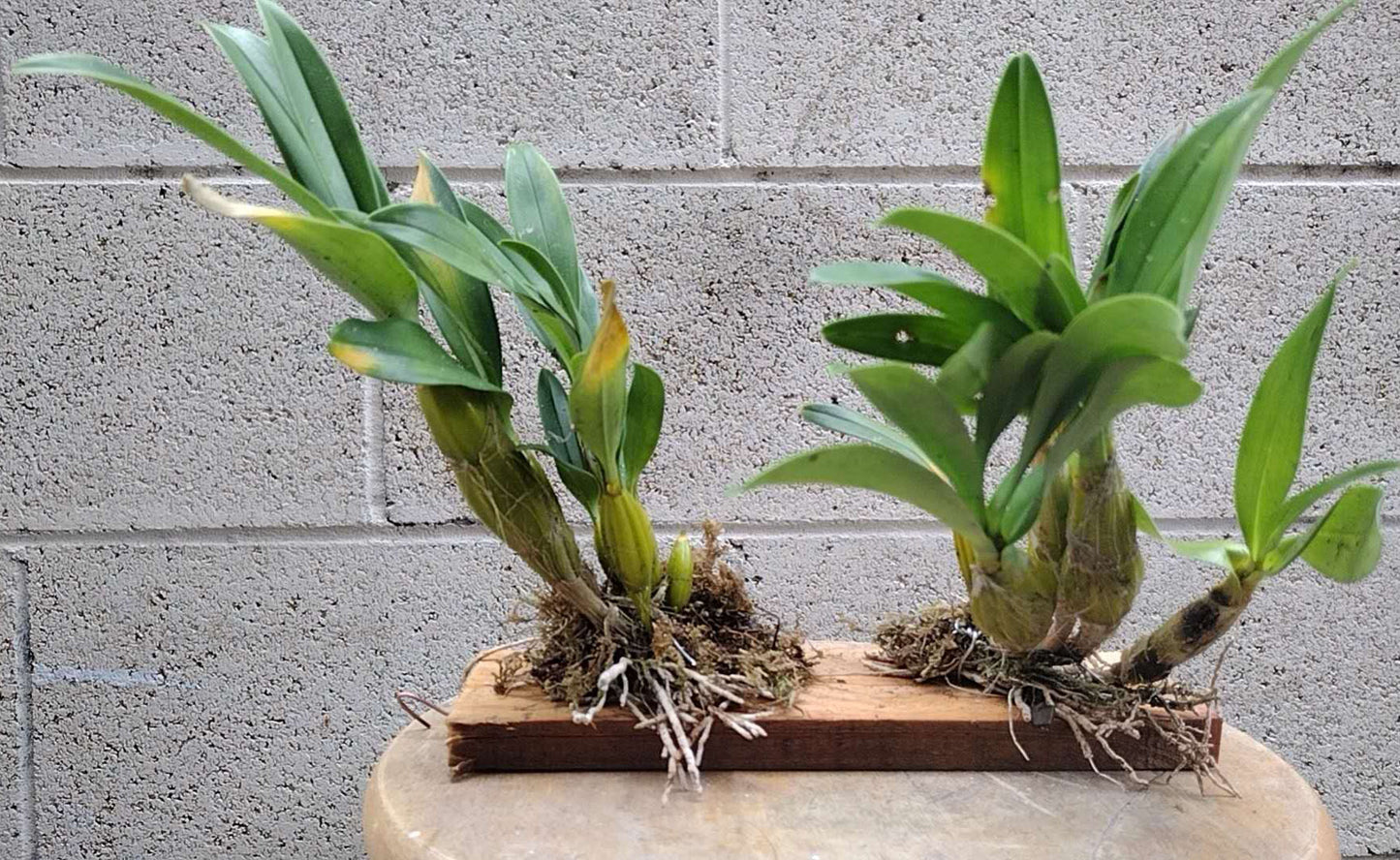 Dendrobium drumstick Without Flowers (Dendrobium drumstick 鼓槌石斛) with bonsai pot