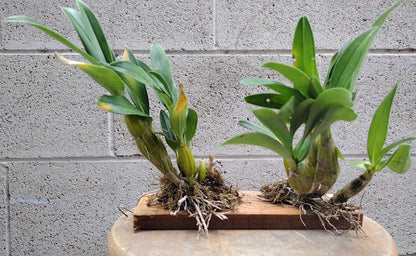 Dendrobium drumstick Without Flowers (Dendrobium drumstick 鼓槌石斛) with bonsai pot