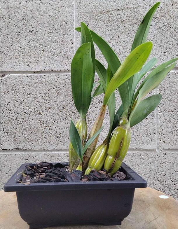 Dendrobium drumstick Without Flowers (Dendrobium drumstick 鼓槌石斛) with bonsai pot