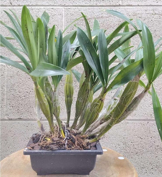 Dendrobium drumstick Without Flowers (Dendrobium drumstick 鼓槌石斛) with bonsai pot