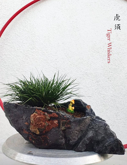 Tiger Whiskers Acorus Bonsai – Fragrant Foliage & Traditional Chinese Scholar’s Plant CYMUS Nursery