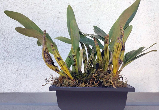Dendrobium drumstick 鼓槌石斛 Without Flowers (Dendrobium drumstick 鼓槌石斛) with bonsai pot