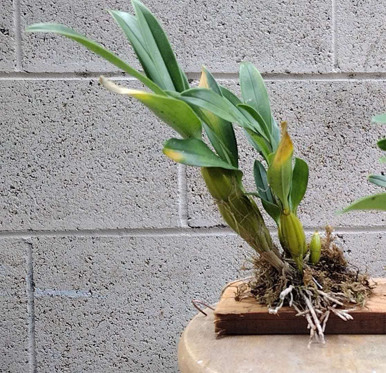 Dendrobium drumstick Without Flowers (Dendrobium drumstick 鼓槌石斛) with bonsai pot