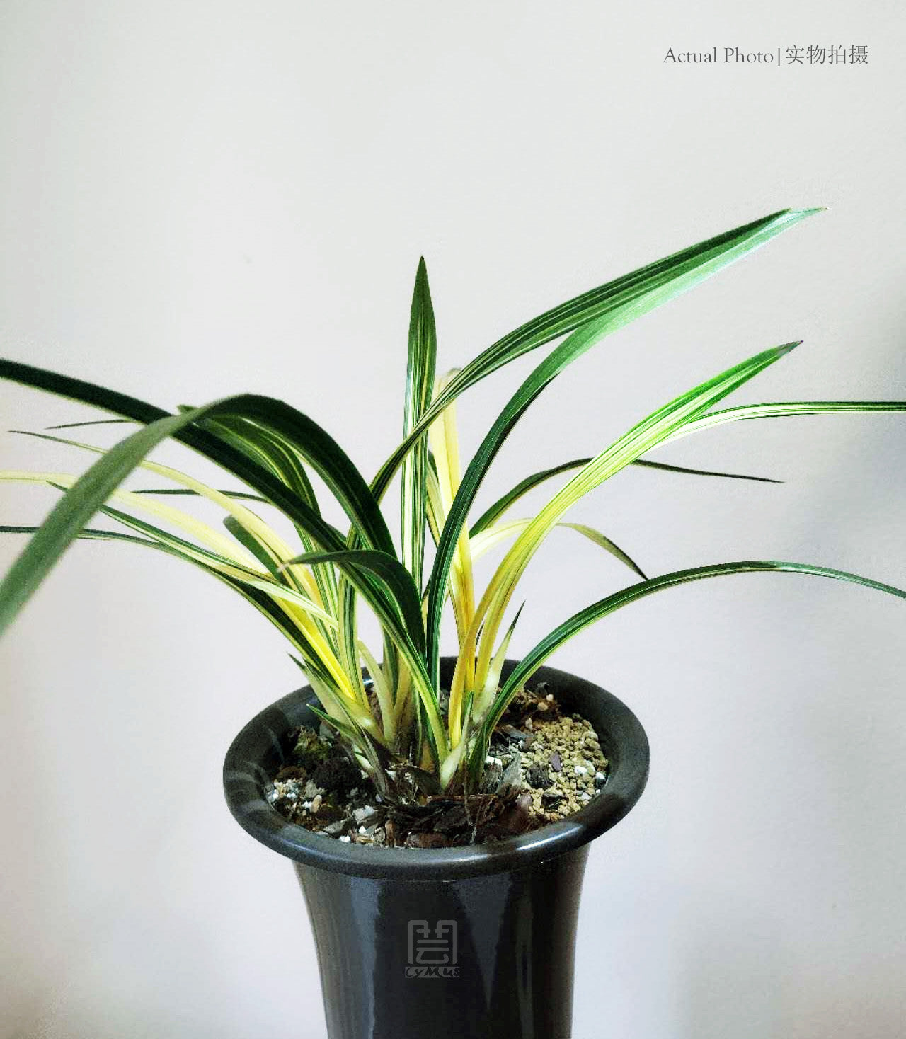 Noble Orchid Plant Live Cymbidium Sinense-Lan yang zhi song-Bare Foot and Shipped Without Flower 墨兰 兰阳之松