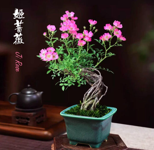 Mini cute Ji Rose with Bonsai pot 姬蔷薇 迷你可爱盆景 Bonsai Live Green Bonsai Tree Indoor outdoor Gardening Live Houseplant Home Decor Gift