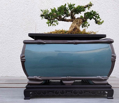 Purple Sand Bonsai Pot handmade The Song porcelain kiln Pot with tray simple retro breathable Pot ZiSha Planter 哥窑盆景盆