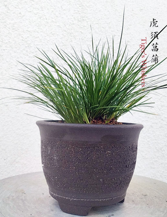 Tiger Whiskers Calamus Acorus Bonsai – Fragrant Foliage & Traditional Chinese Scholar’s Plant with pot CYMUS Nursery