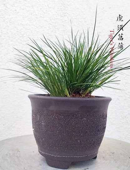 Tiger Whiskers Calamus Acorus Bonsai – Fragrant Foliage & Traditional Chinese Scholar’s Plant with pot CYMUS Nursery