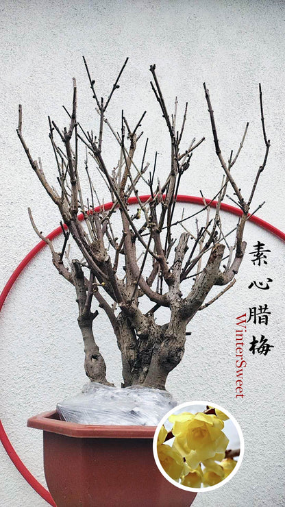 Rare Fragrant Wintersweet Shrub (Chimonanthus praecox) – 20+ Year Old with Buds