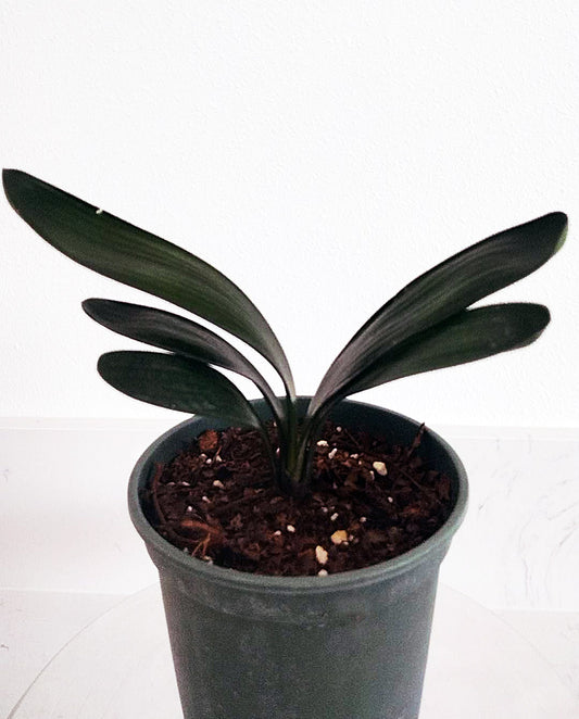 Blood Clivia miniata rare clivia with pot