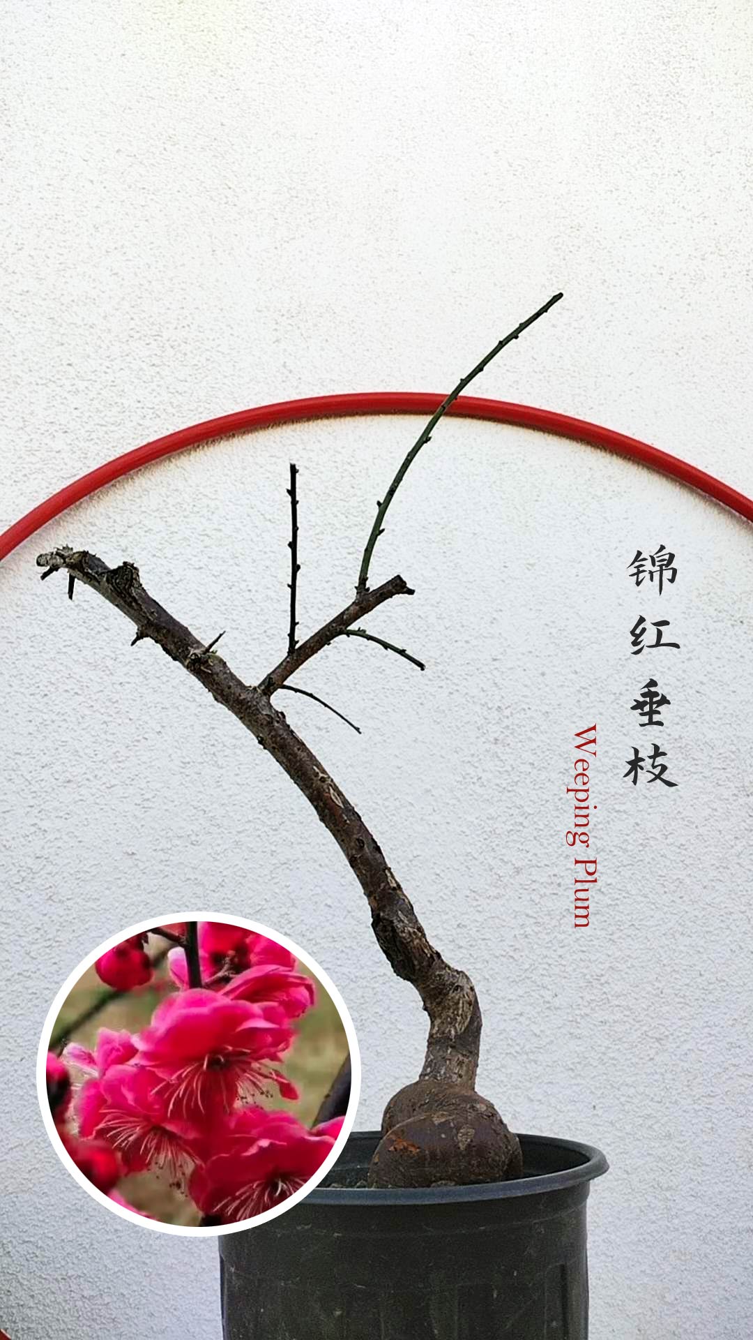 Rare weeping Plum Japanese Apricot Bonsai (Prunus mume) – 锦红垂枝10+ Year Old with Flower Buds