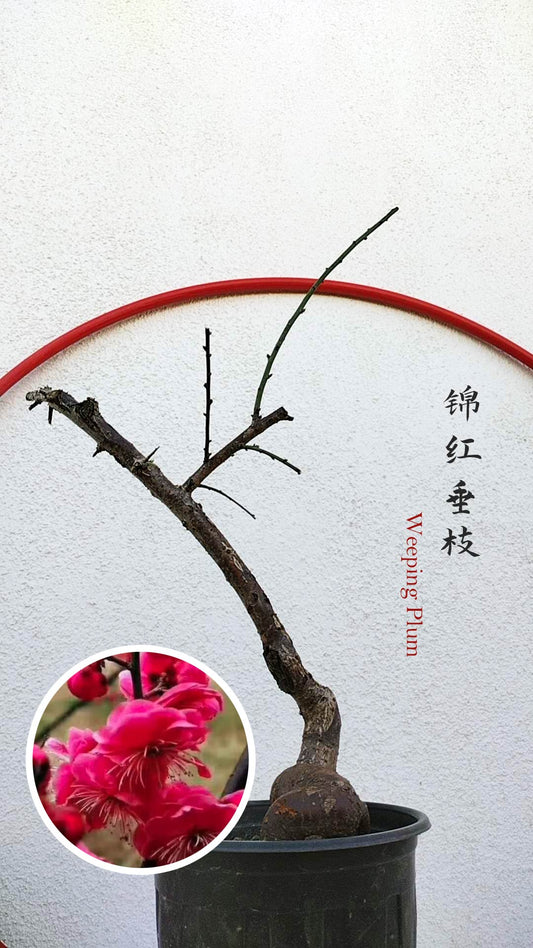 Rare weeping Plum Japanese Apricot Bonsai (Prunus mume) – 锦红垂枝10+ Year Old with Flower Buds