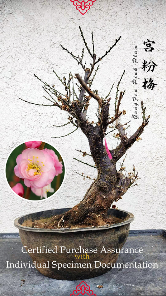 35+ years old Plum bonsai without buds  bare root live plant 红梅 粉梅 白梅 Red plum,Jiang plum, White plum