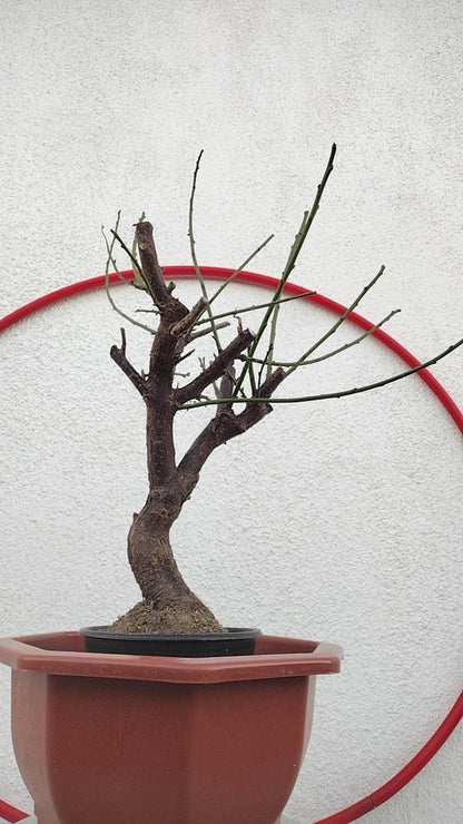 Rare Pink Japanese Apricot Bonsai (Prunus mume) 12+ year old