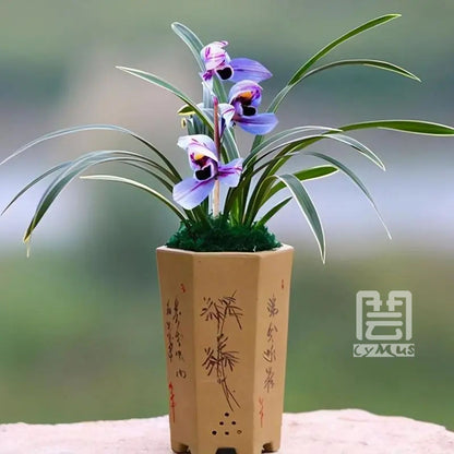 Cymbidium ensifolium-PurpleMoon 紫月荷 easy care outdoor and indoor