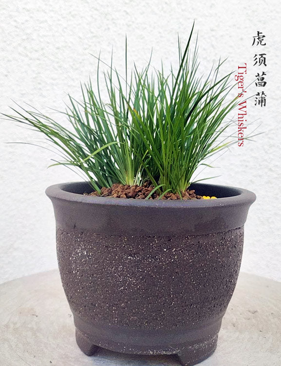 Tiger Whiskers Calamus Acorus Bonsai – Fragrant Foliage & Traditional Chinese Scholar’s Plant with pot CYMUS Nursery