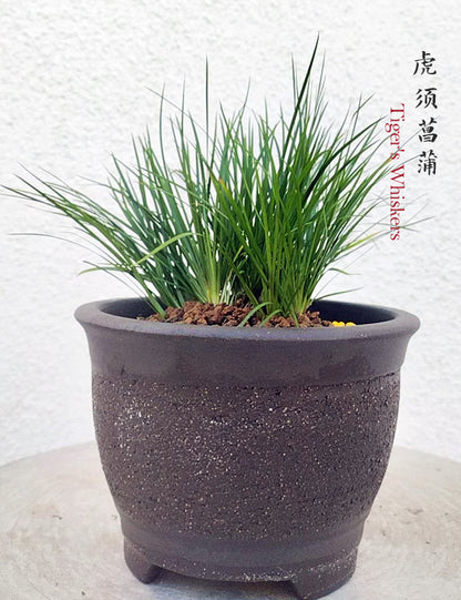 Tiger Whiskers Calamus Acorus Bonsai – Fragrant Foliage & Traditional Chinese Scholar’s Plant with pot CYMUS Nursery