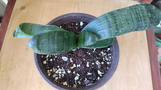 Clivia  君子兰 虎斑 Tiger Spot Rare & Stunning Variegated Plant