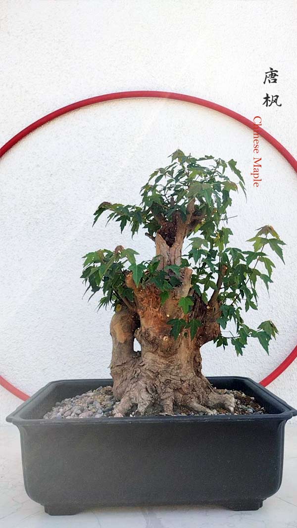 Authentic Chinese Trident Maple  Fiery Red Fall Colors, Old Style with pot