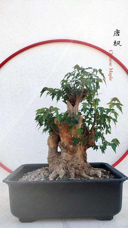 Authentic Chinese Trident Maple  Fiery Red Fall Colors, Old Style with pot