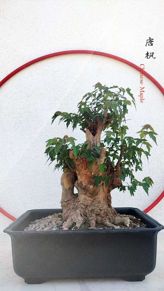 Authentic Chinese Trident Maple  Fiery Red Fall Colors, Old Style with pot