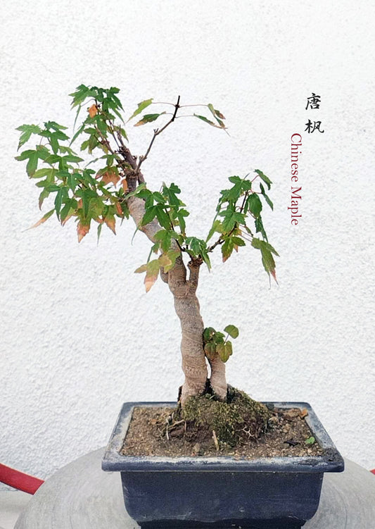 Twin Trunk Trident Maple Bonsai  Fiery Red Fall Colors, Old Style with pot