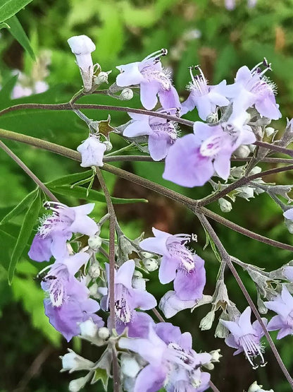 Chinese Chaste Tree Bonsai (Vitex negundo) – Five-Leaved Chaste Tree with pot
