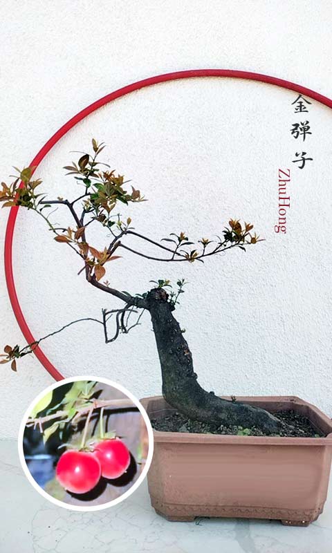 Female Diospyros armata Bonsai 金弹子 朱红 evergreen JinDanZi  Golden Bullet with pot