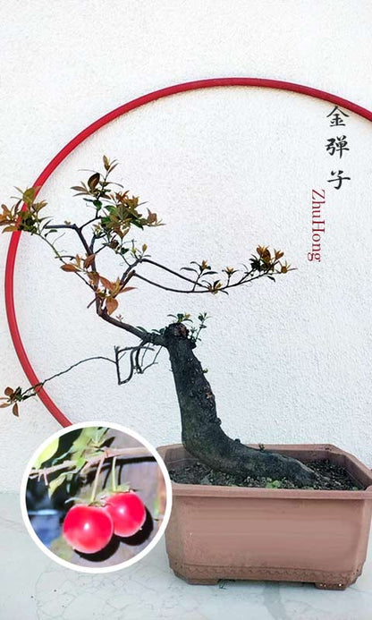 Female Diospyros armata Bonsai 金弹子 朱红 evergreen JinDanZi  Golden Bullet with pot