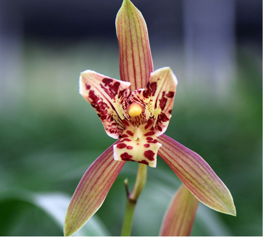 Live Orchid Plant 九里香 Cymbidium Ensifolium-Jiu Li Xiang-Bare Foot and Shipped Without Buds 建兰