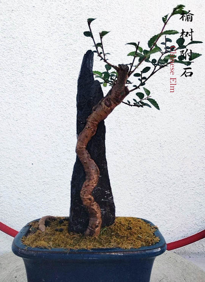 Chinese Elm Root-over-XinJiang Rock Bonsai – Beginner Friendly easy care shipping with pot