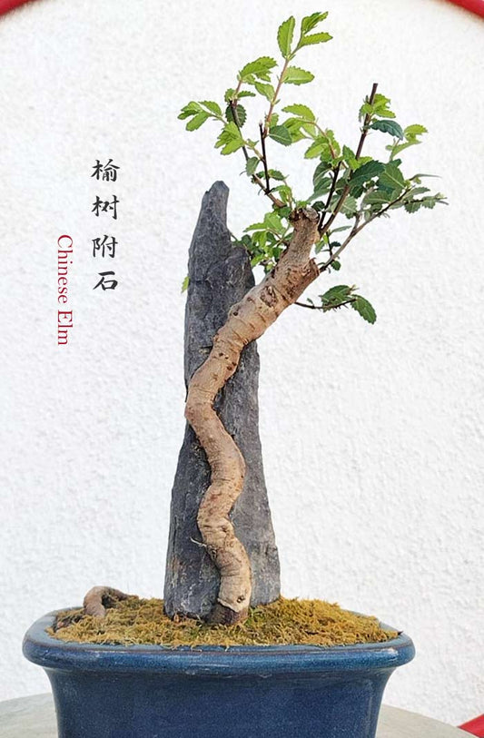 Chinese Elm Root-over-XinJiang Rock Bonsai – Beginner Friendly easy care shipping with pot
