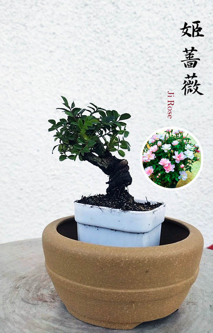 Mini cute Ji Rose with white pot 姬蔷薇 迷你可爱盆景 Bonsai Live Green Bonsai Tree Indoor outdoor Gardening Live Houseplant Home Decor Gift
