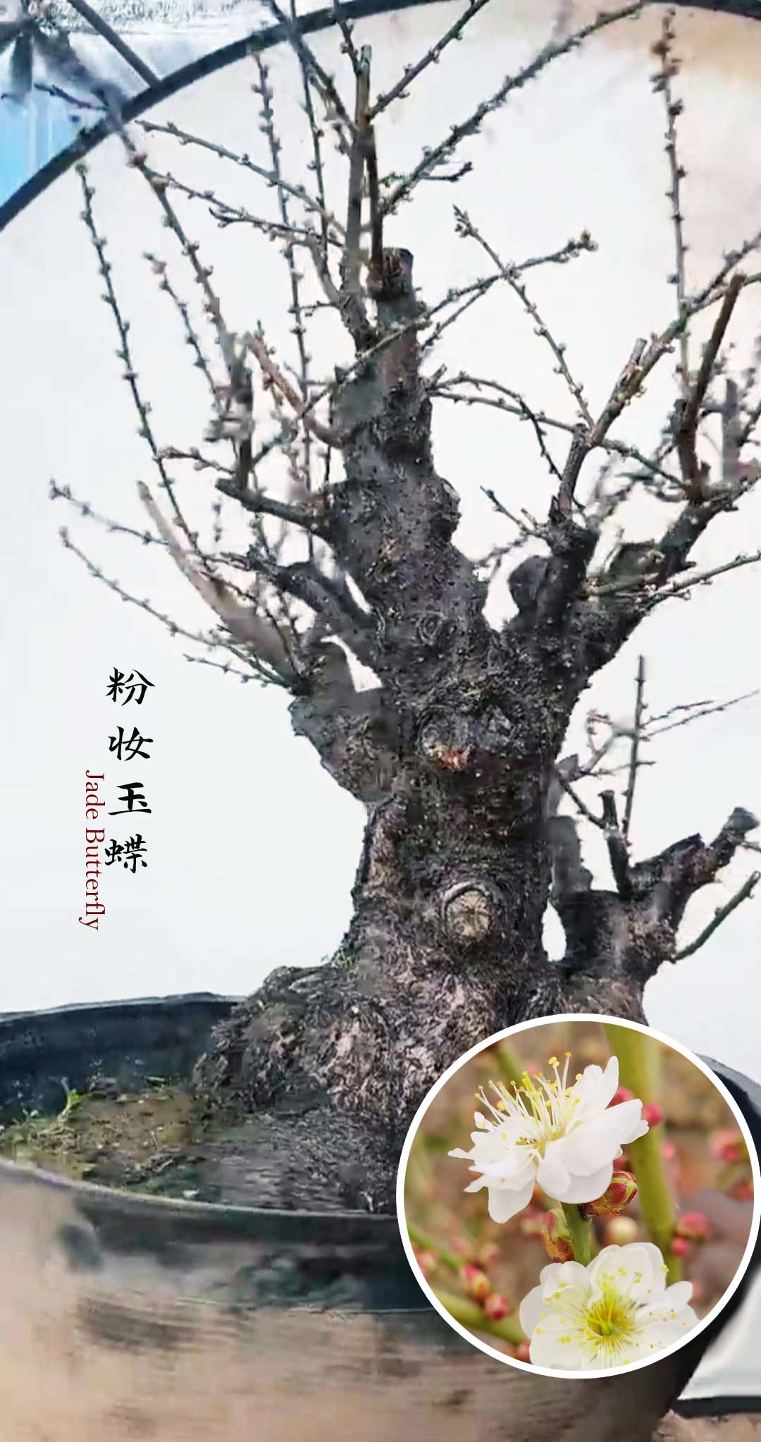 Pre-Sale Rare Jade Butterfly Japanese Apricot Bonsai (Prunus mume) – 30+ Year Old in Bud