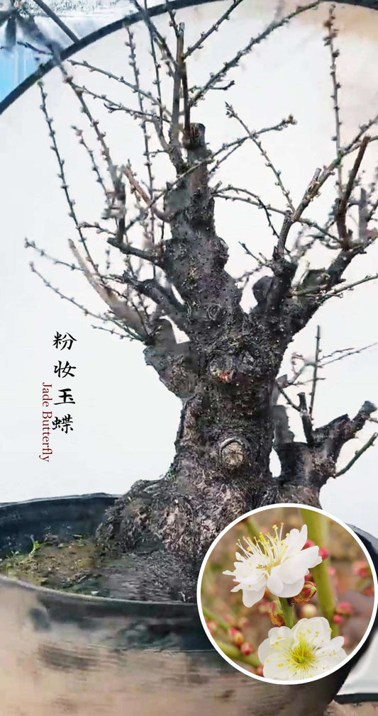 Pre-Sale Rare Jade Butterfly Japanese Apricot Bonsai (Prunus mume) – 30+ Year Old in Bud