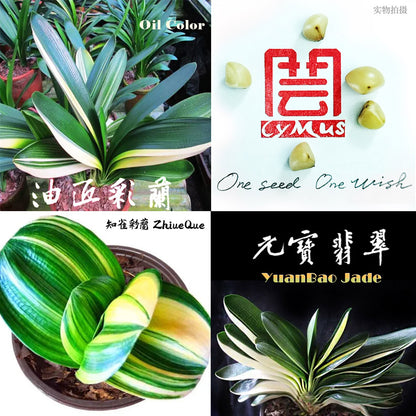Baby Clivias-Clivia  君子兰苗  大桥  虎头 香味兰 圆头花脸 立板麻油