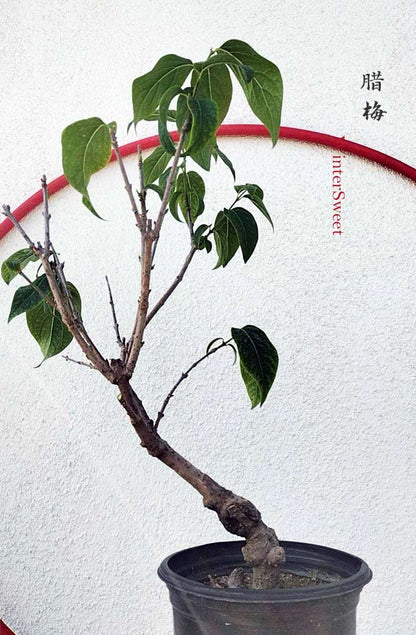 Rare Fragrant Wintersweet Shrub (Chimonanthus praecox) – 8+ Year Old