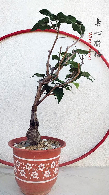 Rare Fragrant Wintersweet Shrub (Chimonanthus praecox) – 8+ Year Old CYMUS Orchids Sale