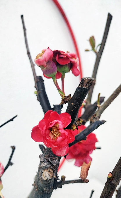 Red Chaenomeles Bonsai – Japanese Flowering Quince ‘Red Chidori’ Cold Hardy with pot